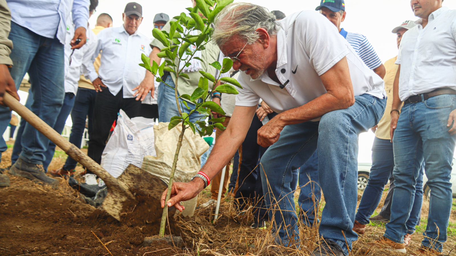 Gobernador Verano impulsa el agro a través de 2.062 hectáreas sembradas en palma, plátano y limón Tahití